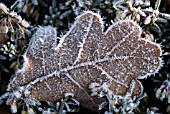 FROST CRYSTALS ON OAK LEAF