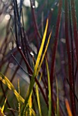 CORNUS ALBA KESSELRINGII WITH LIBERTIA PEREGRINANS