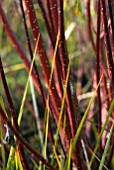 CORNUS ALBA UNDERPLANTED WITH LIBERTIA PEREGRINANS