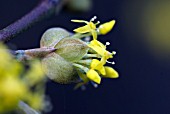 CORNUS OFFICINALIS