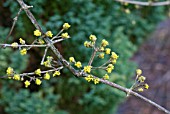 CORNUS OFFICINALIS