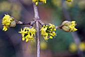 CORNUS OFFICINALIS