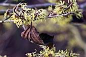 HAMAMELIS X INTERMEDIA PALLIDA