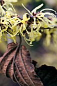 HAMAMELIS X INTERMEDIA PALLIDA