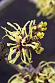 HAMAMELIS X INTERMEDIA PALLIDA