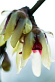 CHIMONANTHUS PRAECOX GRANDIFLORUS