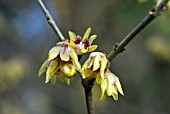 CHIMONANTHUS PRAECOX