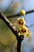 CHIMONANTHUS PRAECOX