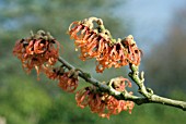 HAMAMELIS X INTERMEDIA JELENA