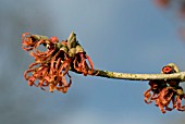 HAMAMELIS X INTERMEDIA JELENA