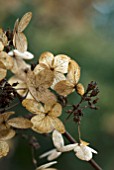 HYDRANGEA PANICULATA