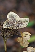 HYDRANGEA MACROPHYLLA