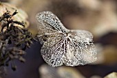 HYDRANGEA MACROPHYLLA