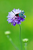 SIX SPOT BURNET MOTH   ZYGAENA FILIPENDULAE