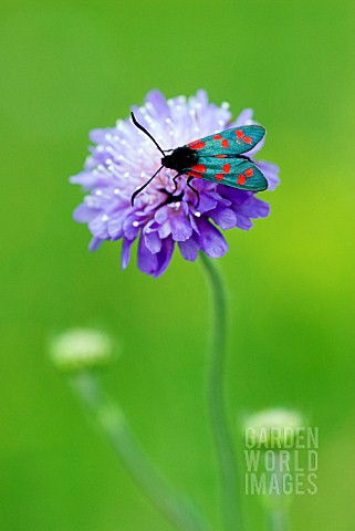 SIX_SPOT_BURNET_MOTH___ZYGAENA_FILIPENDULAE