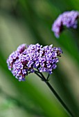 VERBENA BONARIENSIS