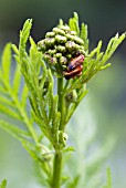 SOLDIER BEETLES