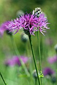 CENTAUREA SCABIOSA