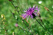 CENTAUREA SCABIOSA   GREATER KNAPWEED