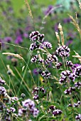 ORIGANUM VULGARE IN MEADOW