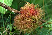 ROBINS PINCUSHION ON ROSE