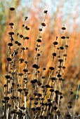 PHLOMIS TUBEROSA AMAZONE,  SEEDHEADS