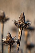 ECHINACEA SEEDHEADS