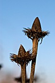 ECHINACEA SEEDHEADS