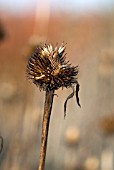 ECHINACEA SEEDHEAD