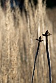 SEEDHEADS OF ECHINACEA WITH GRASSES BEHIND