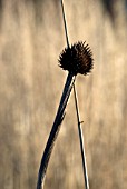 SEEDHEAD OF ECHINACEA