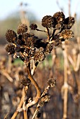 ERYNGIUM YUCCIFOLIUM,  SEEDHEADS