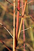 CORNUS ALBA MIDWINTER FIRE