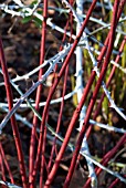 RUBUS BIFLORUS WITH CORNUS ALBA