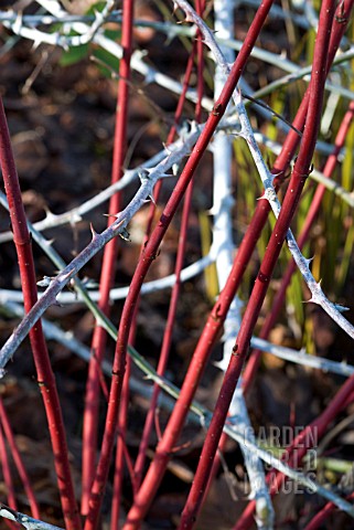 RUBUS_BIFLORUS_WITH_CORNUS_ALBA