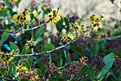 HAMAMELIS WITH SKIMMIA JAPONICA