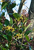 SKIMMIA JAPONICA WITH HAMAMELIS