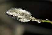 MAGNOLIA BUD