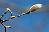 MAGNOLIA BUD