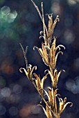 EVENING PRIMROSE SEEDHEADS