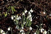 SNOWDROPS UNDER RHODODENDRON