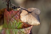 HYDRANGEA QUERCIFOLIA