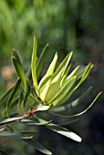 LEUCADENDRON INCA GOLD