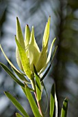 LEUCADENDRON INCA GOLD