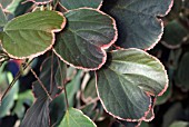 ACALYPHA WILKESIANA