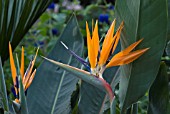 STRELITZIA   BIRD OF PARADISE