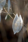 LUNARIA REDIVIVA