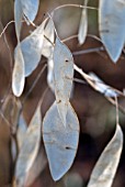 LUNARIA REDIVIVA