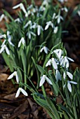 GALANTHUS ELWESII