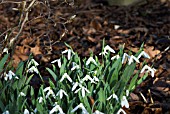 GALANTHUS ELWESII UNDER MAGNOLIA